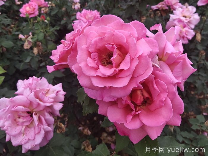 月季多開花的養(yǎng)護要點(圖1)