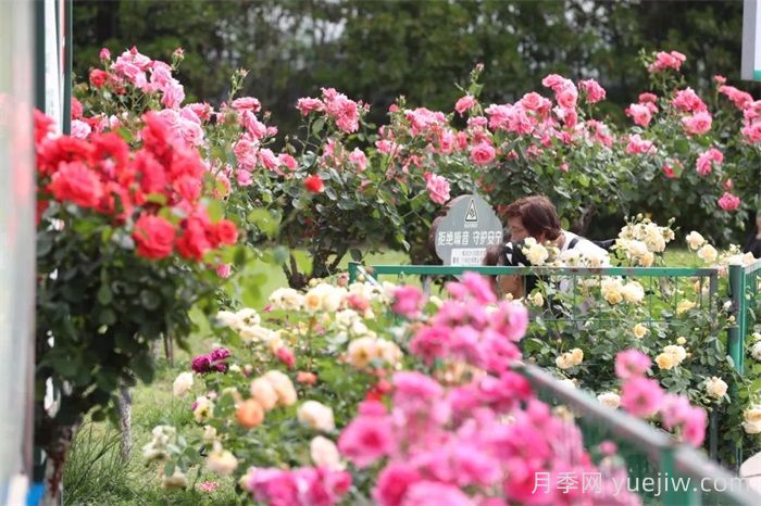 襄陽月季：一起去看滿城月季花開(圖2)