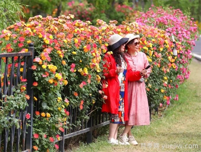 襄陽月季：一起去看滿城月季花開(圖3)