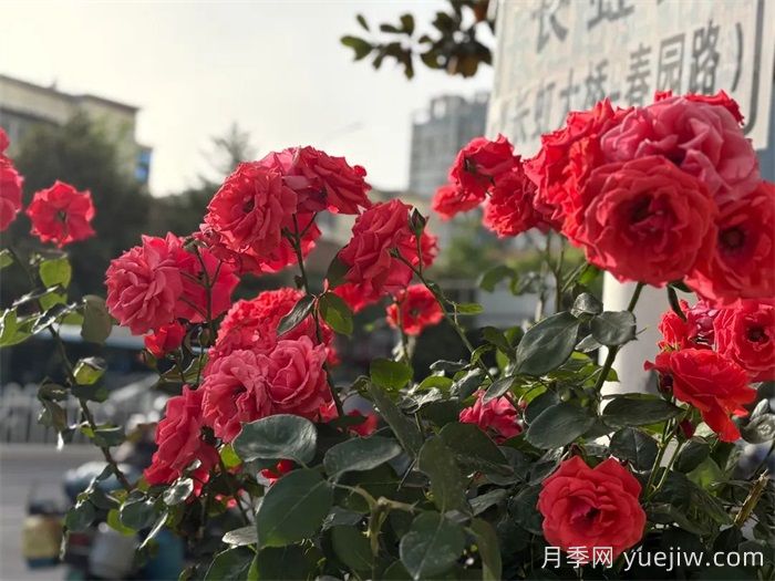 襄陽月季：一起去看滿城月季花開(圖4)