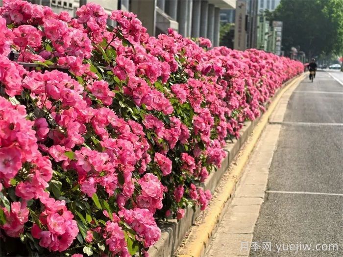 上海月季：申城月季全城開，賞月季地圖指南(圖7)