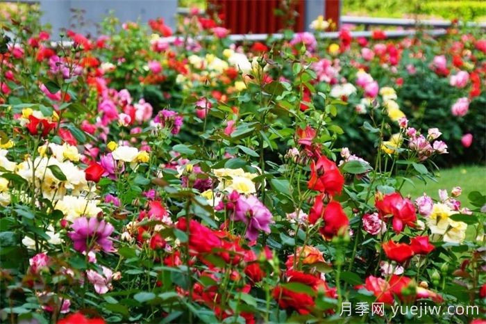 上海月季：申城月季全城開，賞月季地圖指南(圖5)