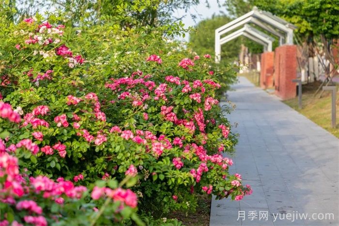 東臺月季：安吉拉開爆，東臺人走花路上班(圖2)