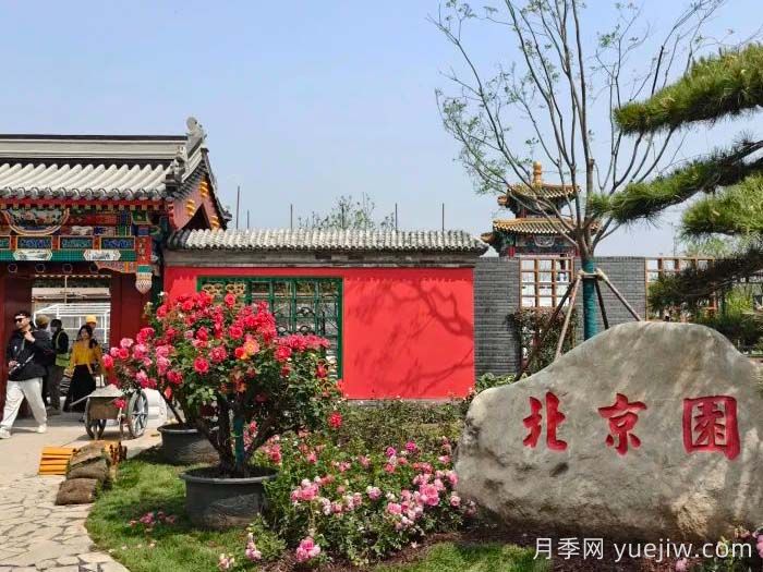 第九屆國(guó)際月季大會(huì)，北京京西月季洲開啟頂流(圖3)