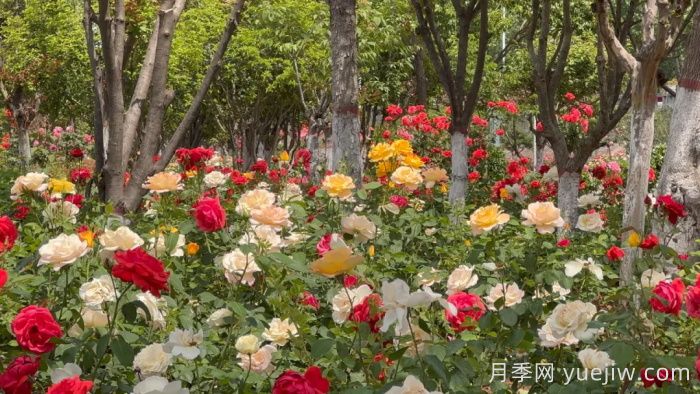 淅川月季：夏至淅川 月季傾城(圖2)