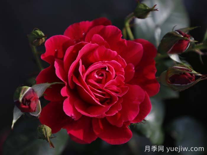 14周年紅月季/朝陽(yáng)紅(圖1)