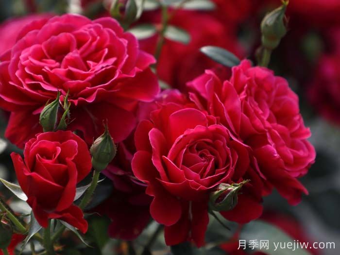 14周年紅月季/朝陽(yáng)紅(圖3)