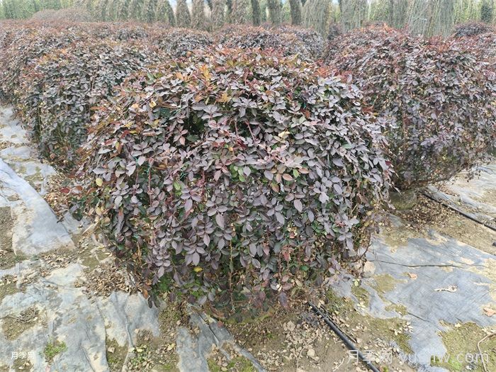 月季花耐寒***低多少度？(圖1)