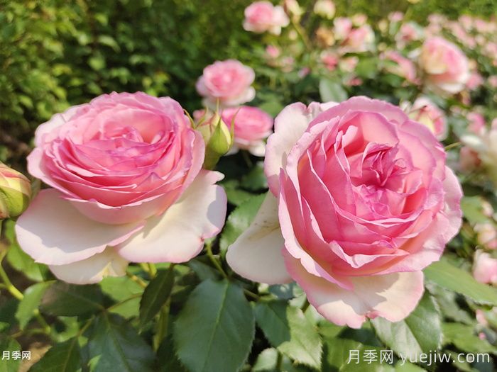 月季花有什么顏色？10大色系(圖2)