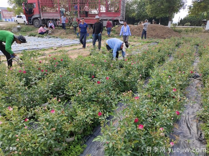 月季可以種在陰涼處嗎？(圖1)