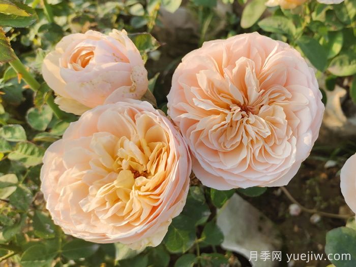 月季介紹，朱麗葉月季(圖1)