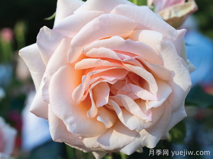 月季介紹，珍珠之母月季(圖1)