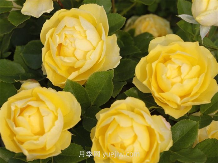 金絲雀月季介紹和優(yōu)缺點(diǎn)(圖1)