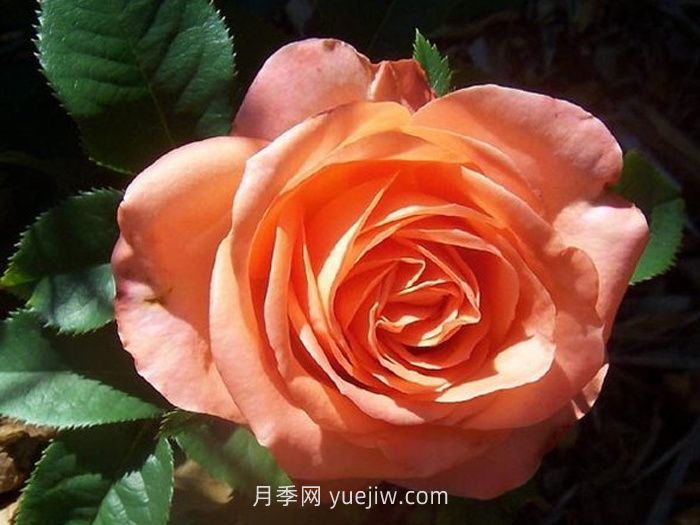 丹陶木瓜月季介紹和優(yōu)缺點(diǎn)(圖1)