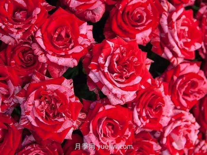 21朵玫瑰花的花語是什么？(圖1)