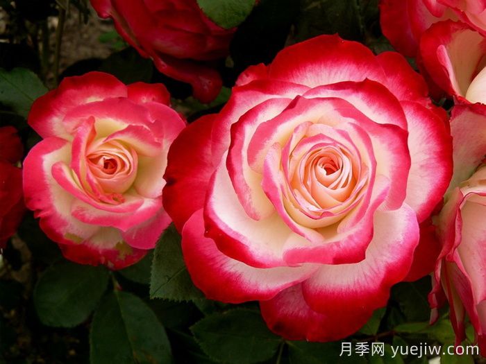 18種漂亮的藤本月季灌木月季微型月季，夏天可以養(yǎng)(圖3)