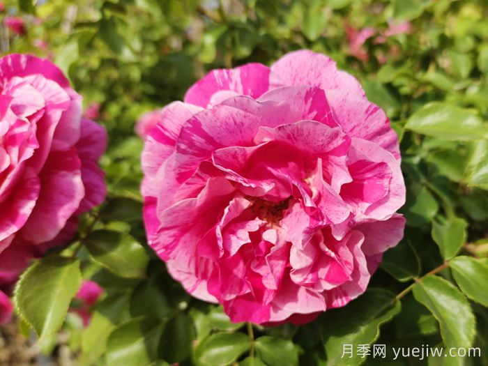 18種漂亮的藤本月季灌木月季微型月季，夏天可以養(yǎng)(圖5)