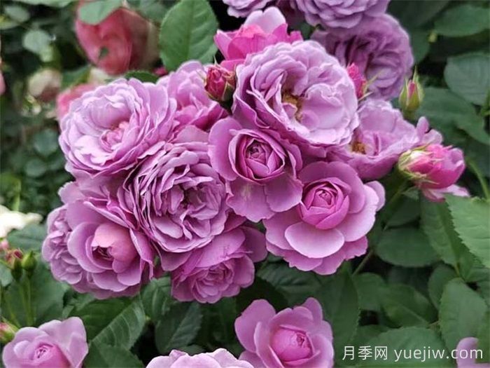 18種漂亮的藤本月季灌木月季微型月季，夏天可以養(yǎng)(圖7)