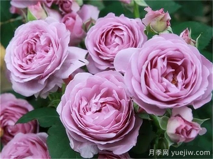 熱門50種月季花品種展示，每一種都獨(dú)特美麗(圖1)