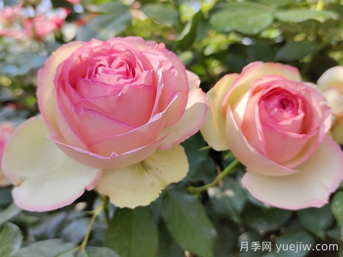 熱門50種月季花品種展示，每一種都獨(dú)特美麗(圖3)