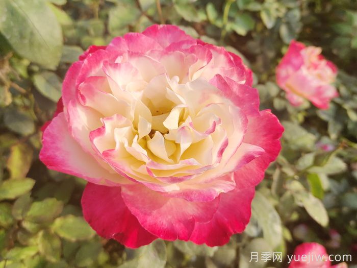熱門50種月季花品種展示，每一種都獨(dú)特美麗(圖4)