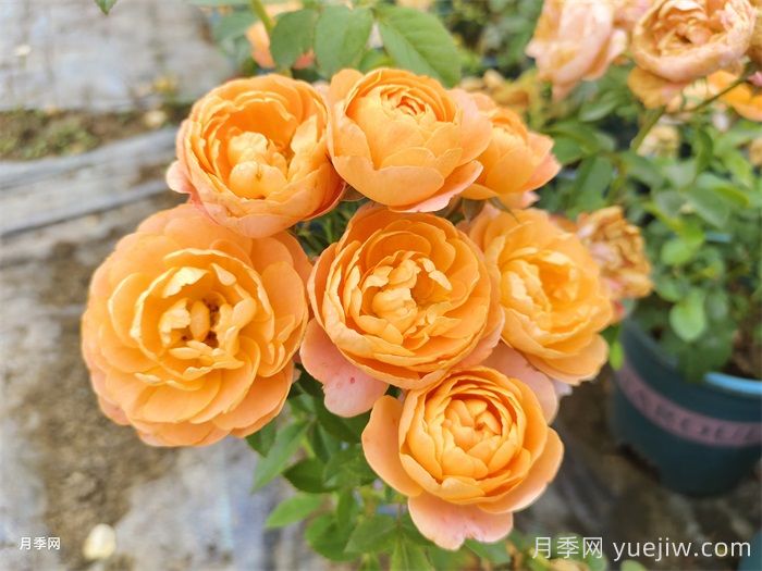 熱門50種月季花品種展示，每一種都獨(dú)特美麗(圖6)