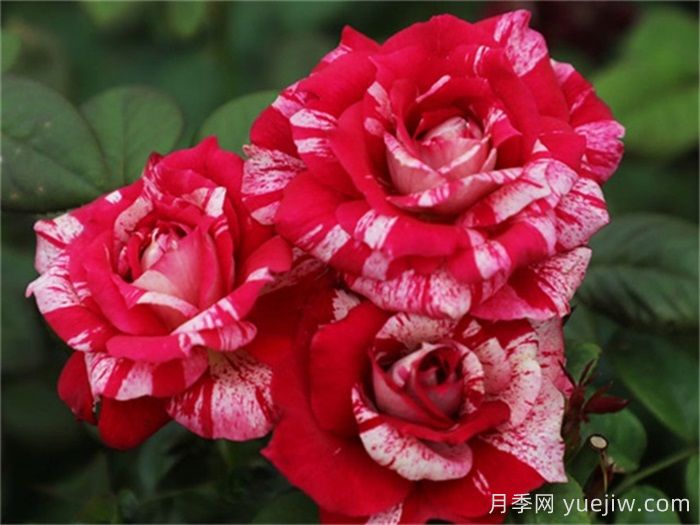 熱門50種月季花品種展示，每一種都獨(dú)特美麗(圖7)
