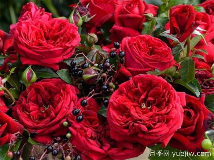 熱門50種月季花品種展示，每一種都獨(dú)特美麗(圖8)