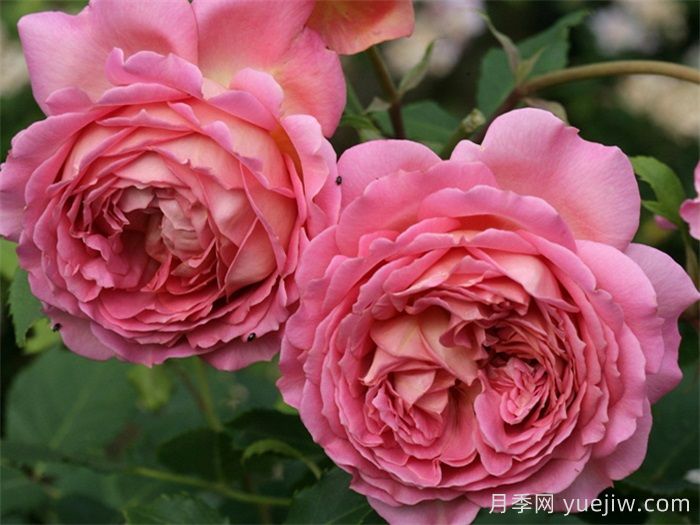 熱門50種月季花品種展示，每一種都獨(dú)特美麗(圖10)