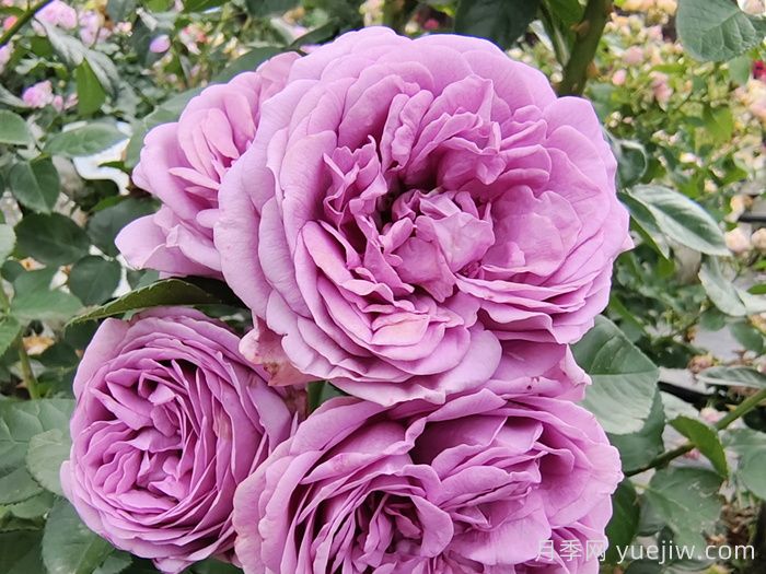 熱門50種月季花品種展示，每一種都獨(dú)特美麗(圖12)