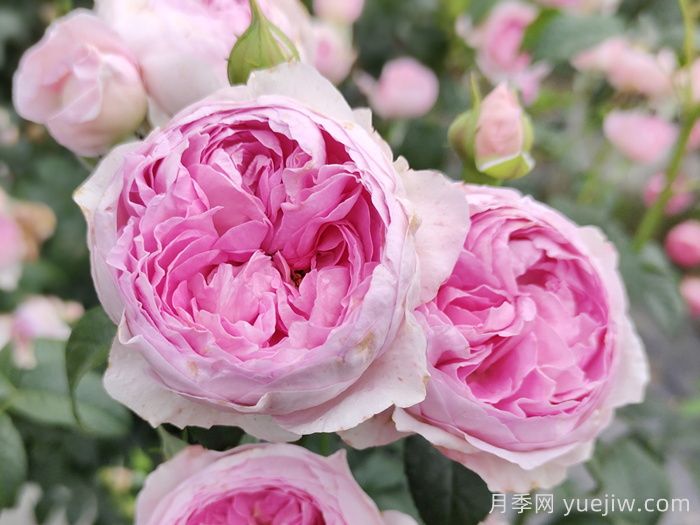 熱門50種月季花品種展示，每一種都獨(dú)特美麗(圖13)