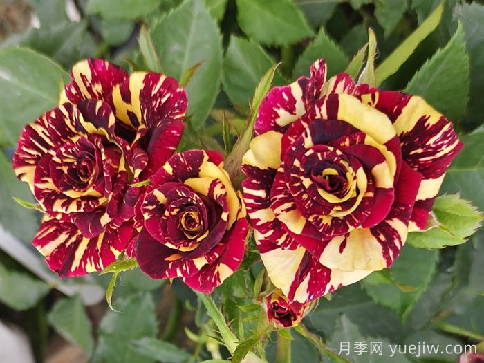 熱門50種月季花品種展示，每一種都獨(dú)特美麗(圖15)