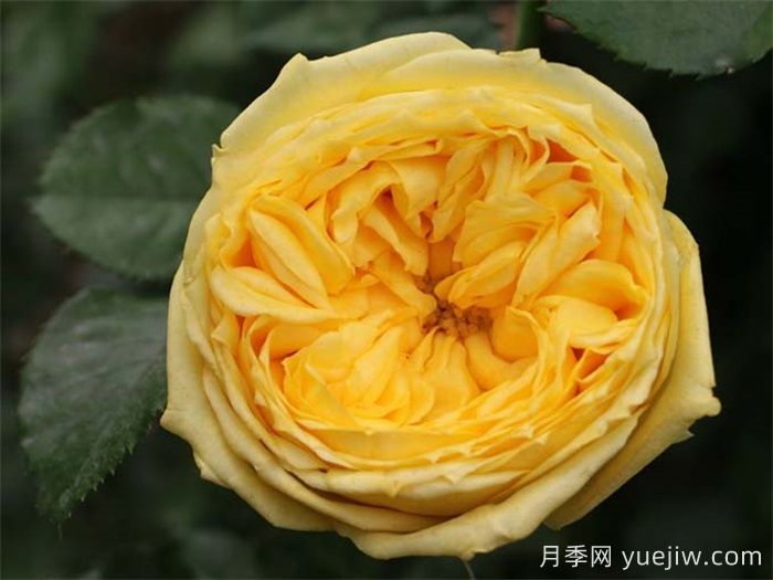 熱門50種月季花品種展示，每一種都獨(dú)特美麗(圖16)