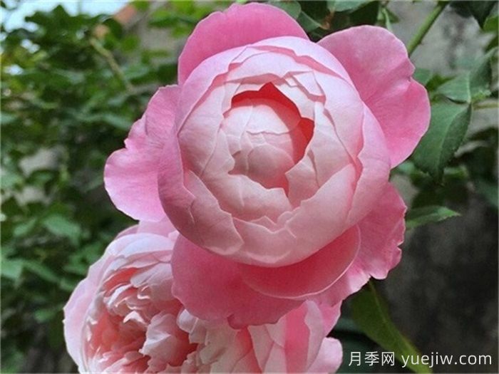 熱門50種月季花品種展示，每一種都獨(dú)特美麗(圖17)