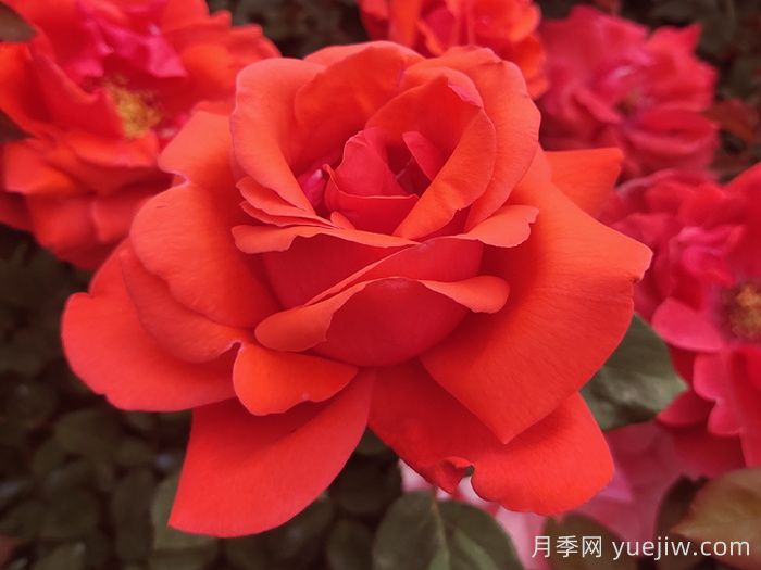 五種大花月季品種，花香濃郁，花朵巴掌大(圖1)