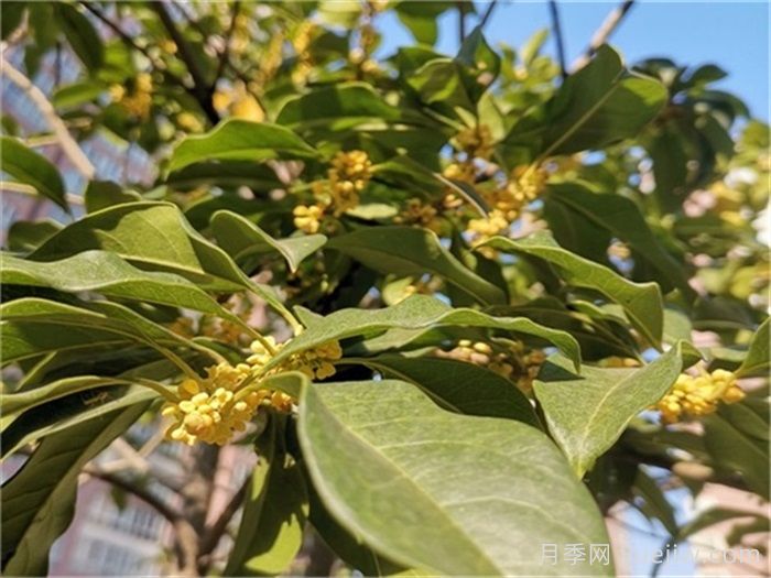 盆栽桂花開花少或不開花？4個(gè)原因來年花開滿樹(圖1)