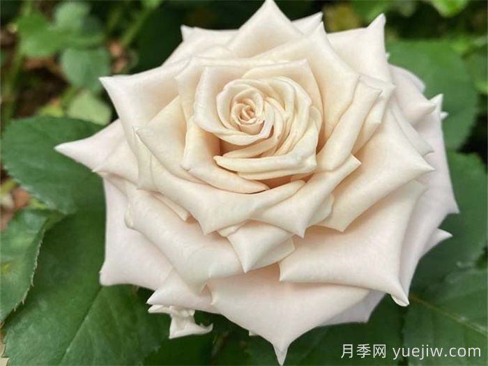 條件有限，適合陽(yáng)臺(tái)的12款月季(圖4)