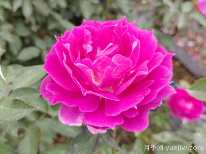 條件有限，適合陽(yáng)臺(tái)的12款月季(圖7)