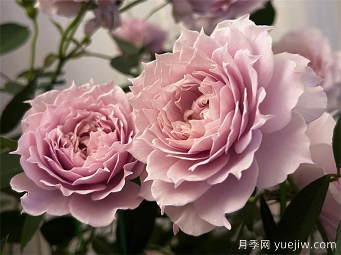 條件有限，適合陽(yáng)臺(tái)的12款月季(圖8)