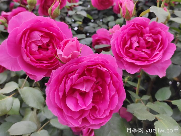 推薦10款經(jīng)典的藤本月季排行榜，你喜歡哪個(gè)？(圖3)
