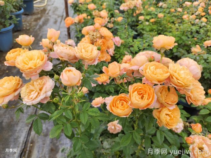 如果只能養(yǎng)一盆月季，我只要果汁陽臺(tái)(圖2)