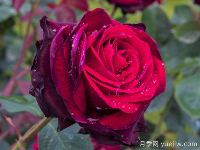 鮮切玫瑰品種有多少？花藝常用65種玫瑰品種介紹(圖2)