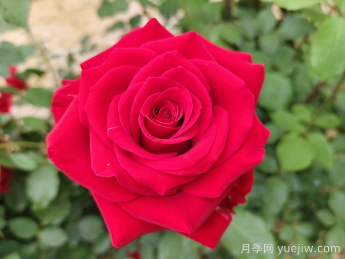 鮮切玫瑰品種有多少？花藝常用65種玫瑰品種介紹(圖3)
