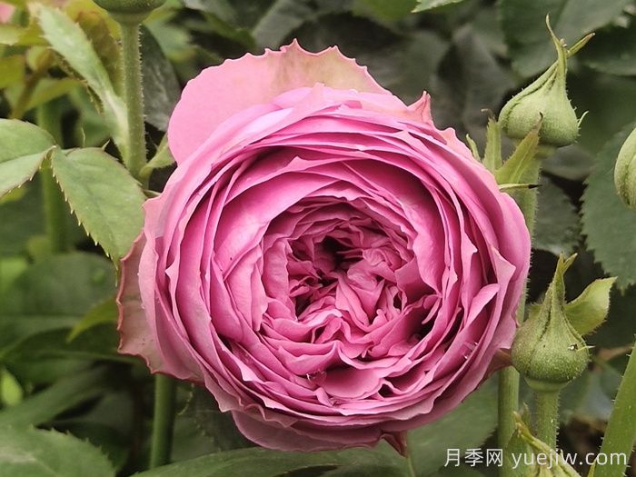 鮮切玫瑰品種有多少？花藝常用65種玫瑰品種介紹(圖11)