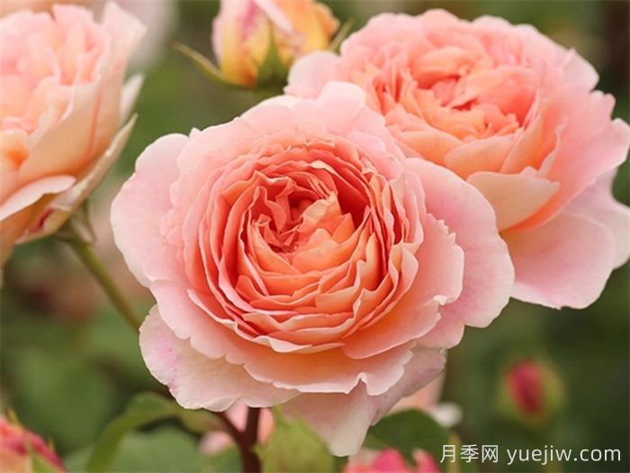 鮮切玫瑰品種有多少？花藝常用65種玫瑰品種介紹(圖8)