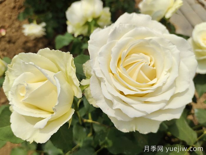 鮮切玫瑰品種有多少？花藝常用65種玫瑰品種介紹(圖12)