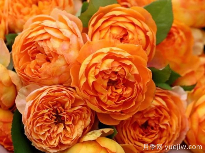 鮮切玫瑰品種有多少？花藝常用65種玫瑰品種介紹(圖10)