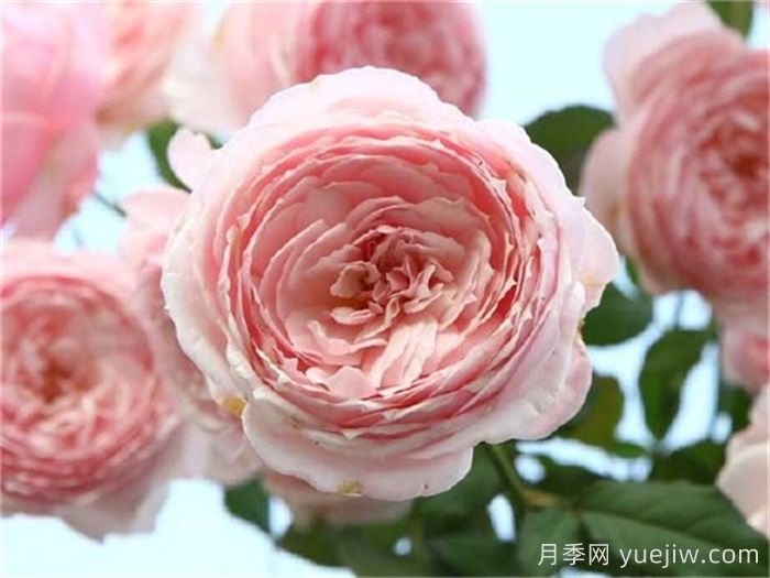 已經(jīng)踩坑，盤點(diǎn)5款月季新手勸退(圖3)