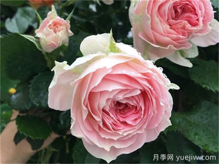 已經(jīng)踩坑，盤點(diǎn)5款月季新手勸退(圖5)