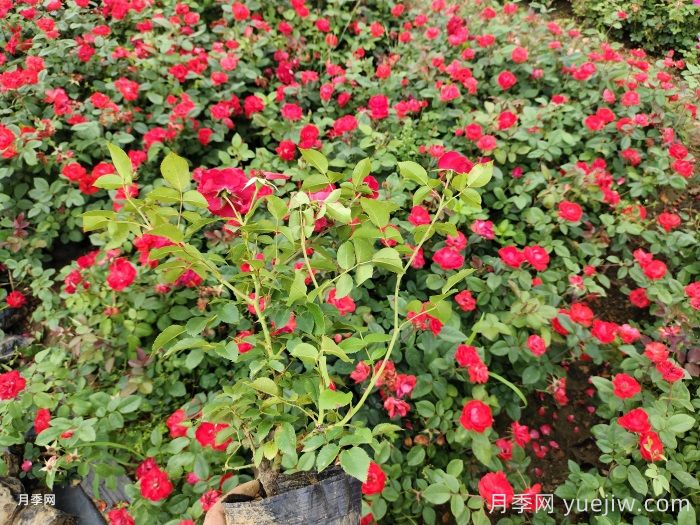 ?月季花開敗后，如何做讓下一波花更多？(圖2)
